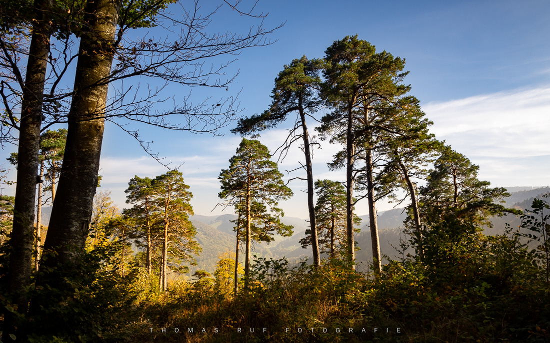 Abendstimmung | Waldenburg BL