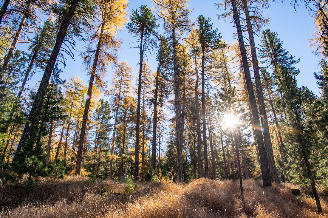 Herbstwald | Val Roseg GR