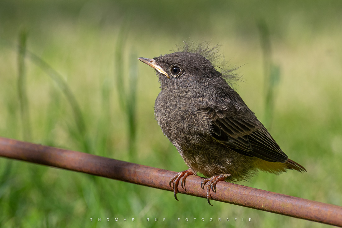 Junge Amsel | BL