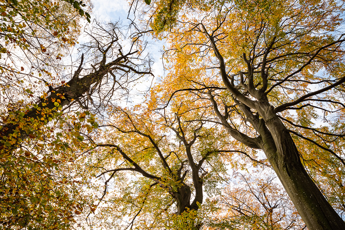 Buchenwald im Herbst | BL