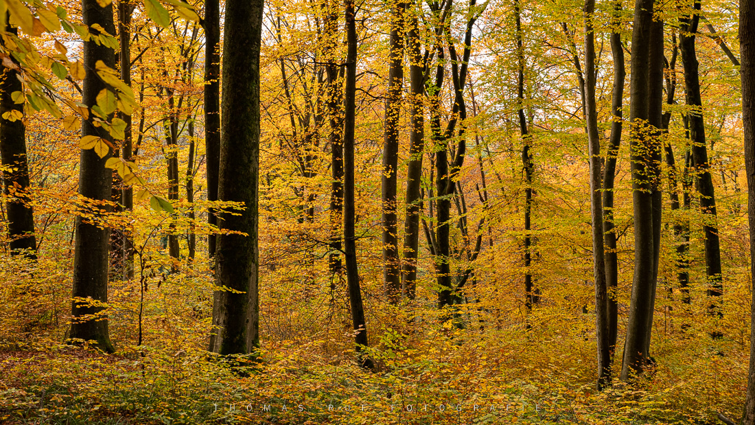 Buchenwald im Herbst | BL