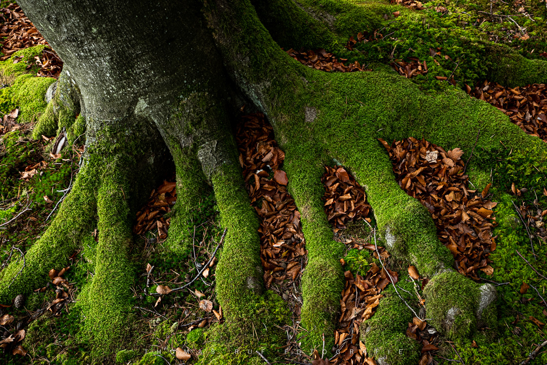 Moosbedeckte Wurzeln | BL