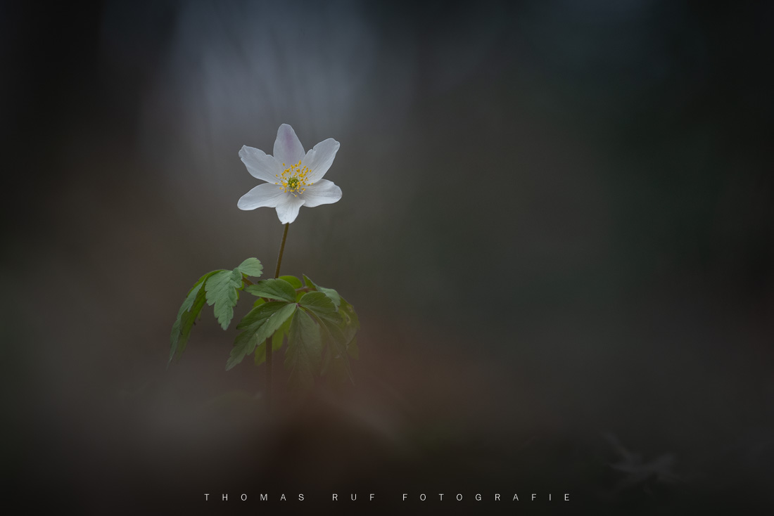 Buschwindröschen | BL