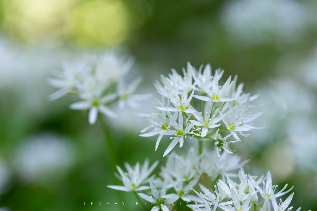 Bärlauchblüten | BL