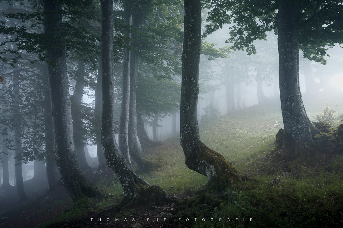 Nebelwald | Hohe Winde SO