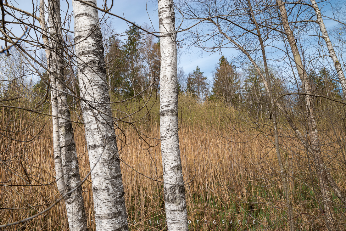 Birken in Moorlandschaft | TG