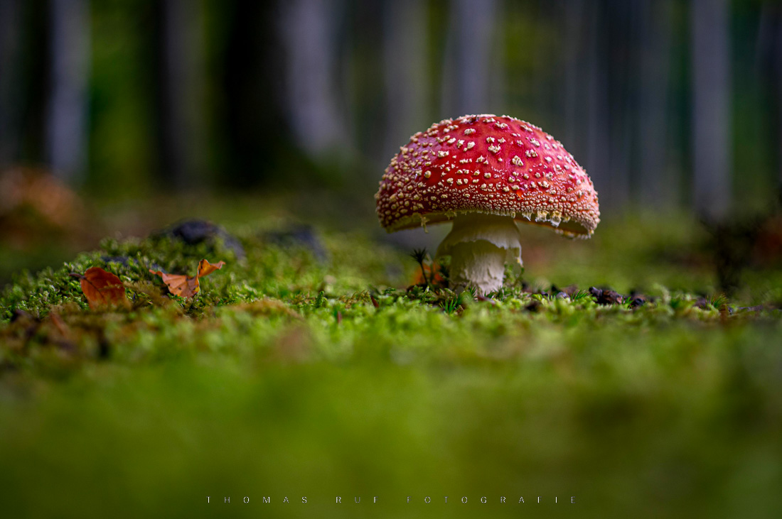 Fliegenpilz (Amanita muscaria) im Schweizer Wald –Naturfotografie von Thomas Ruf aus der Schweiz