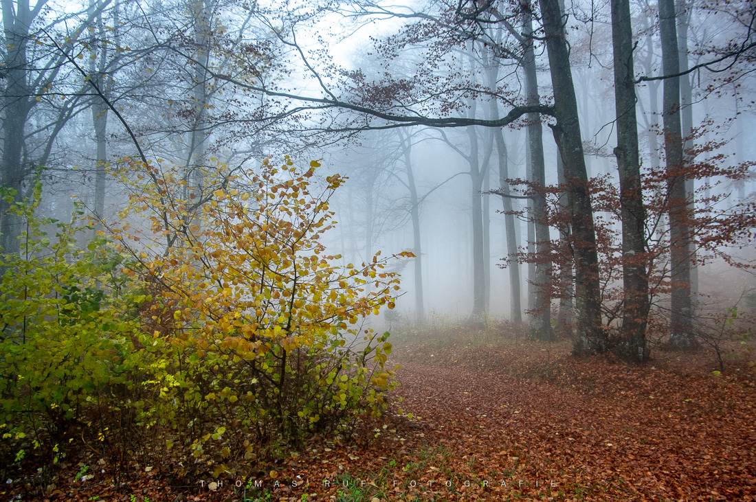 Herbstlich gefärbter Buchenwald im Morgennebel am Wisenberg, Baselland – stimmungsvolle Naturaufnahme