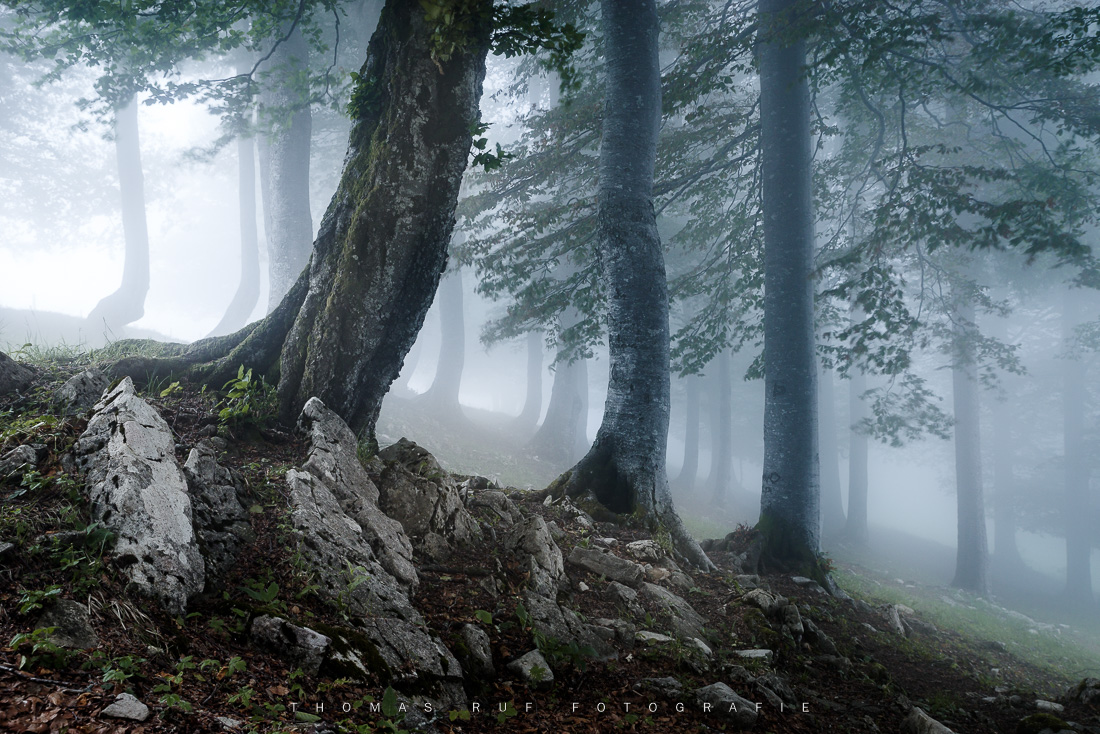 Alte Buchen im Nebelwald auf der Hohen Winde SO – stimmungsvolle Naturaufnahme mit mystischer Atmosphäre