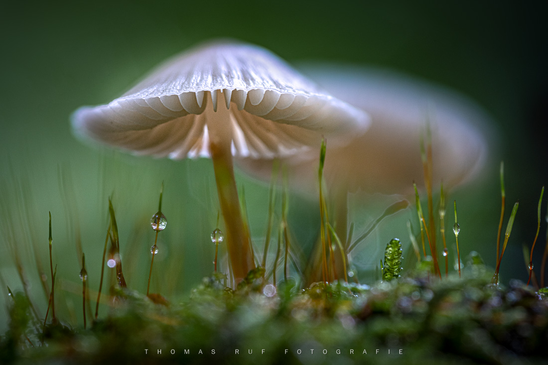 Makroaufnahme eines Helmlings (Mycena) im grünen Moos – Blick unter die Lamellen
