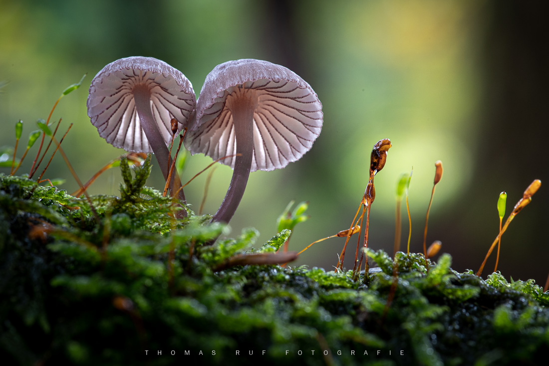 Zwei kleine Helmlinge im Moos – Makroaufnahme im warmen Licht eines herbstlichen Abends