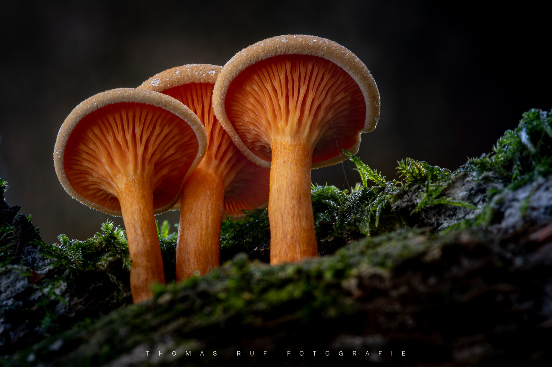 Drei kleine Waldbewohner – orangefarbene Pilze mit Lamellen, fotografiert aus der Untersicht im dichten Wald