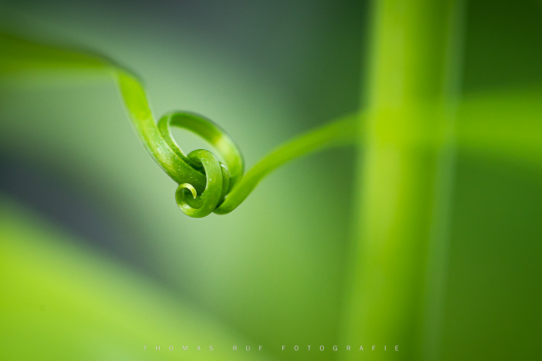 Makroaufnahme einer geschwungenen Pflanzenranke – eingebettet in sattes Sommergrün