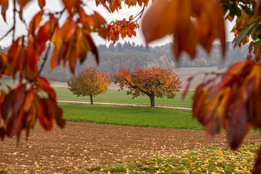 Blick durch das rote Laub eines Kirschbaumes im Baselbiet auf die Rütihard bei Basel – herbstliche Farbenpracht