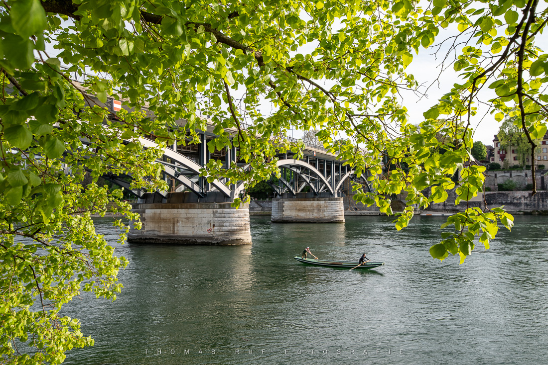 Frühlingsblick durch frisches grünes Lindenlaub auf die Wettsteinbrücke – Ruderboot (Ponton) auf dem Rhein bei Basel