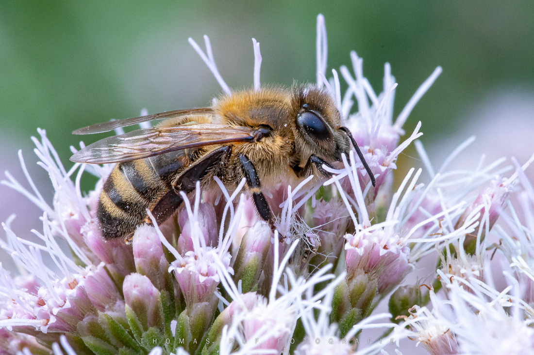 Detailreiche Nahaufnahme: Biene sammelt Nektar auf Waldblüte – feine Strukturen und sanftes Umgebungslicht