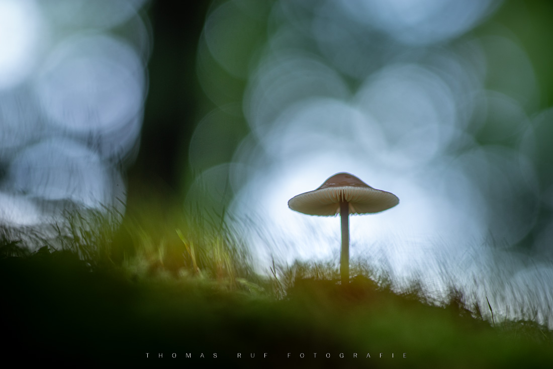 Zarter Pilz im Moos des Herbstwaldes – Helmling im späten Gegenlicht, Naturfotografie mit märchenhafter Aura