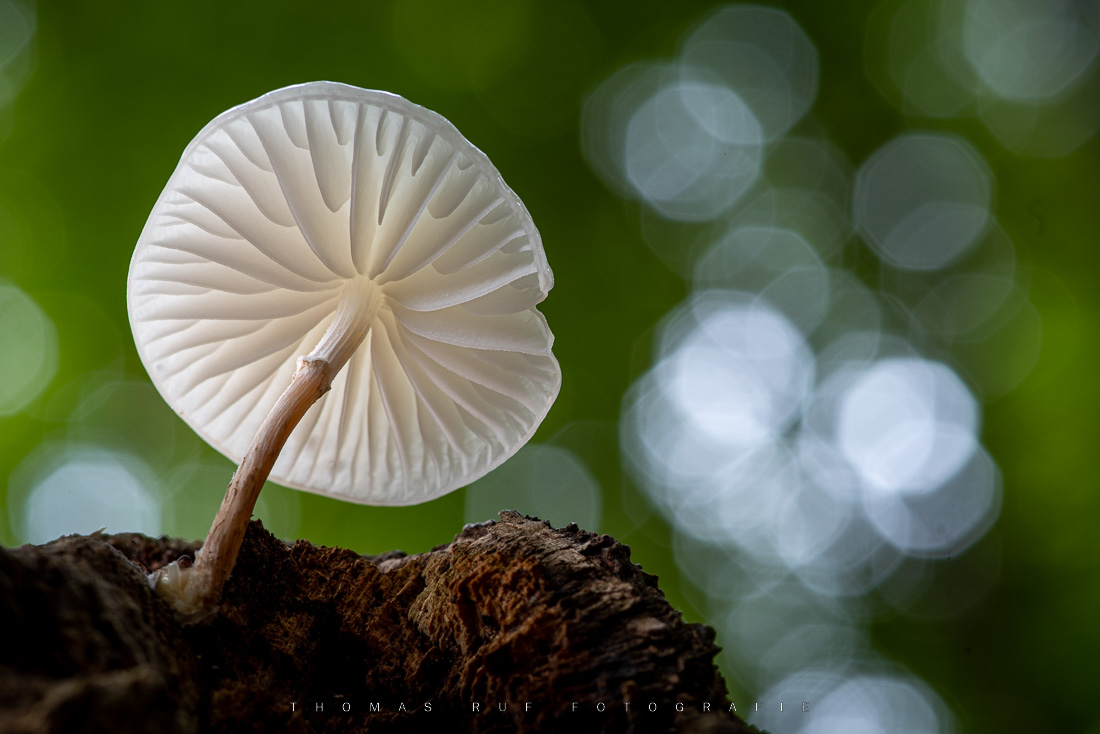 Makroaufnahme eines durchscheinenden Buchen-Schleimrüblings – Untersicht mit Blick auf die Baumkronen