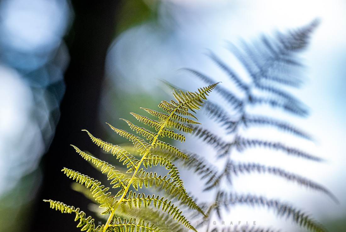 Farne im geheimnisvollen Licht des Waldes – zarte Blattstrukturen in mystischer Atmosphäre
